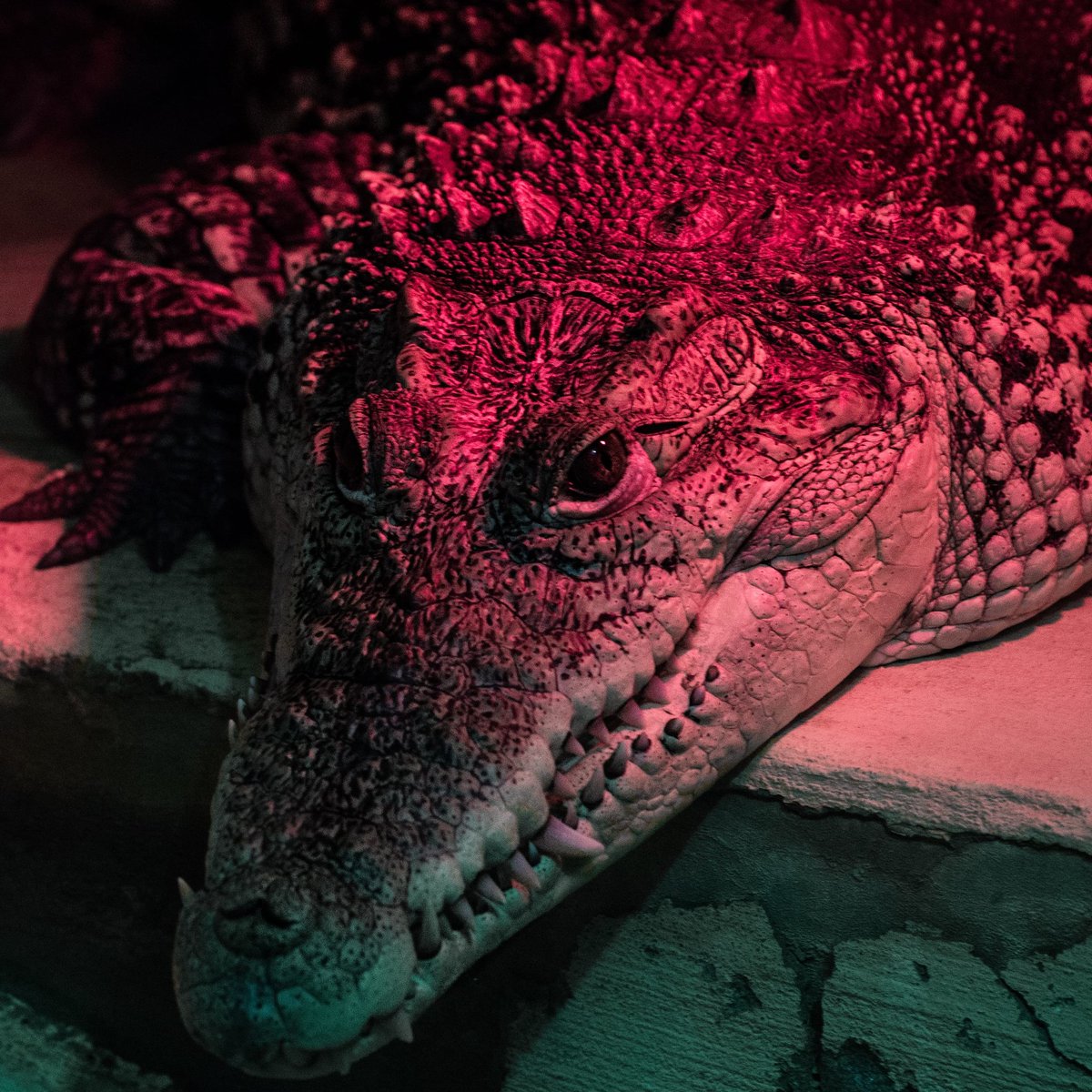 AbyssFaith's tweet image. #NewProfilePic