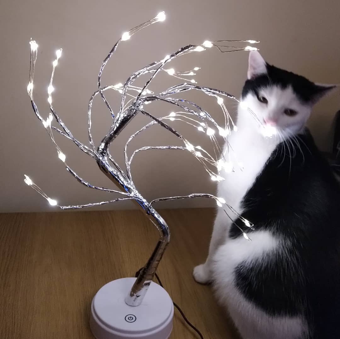 smbslt's tweet photo. Bought this after seeing an emotive article by the #author #supportingauthors #book #TheLifeWeAlmostHad #AmeliaHenley #LouiseJensen #bookconnectors #HQStories and the wee #treelighting was a #Christmaspresent off o/h just opened it and of course #paws was right up, XXX https://t.co/BctpX2MqN0
