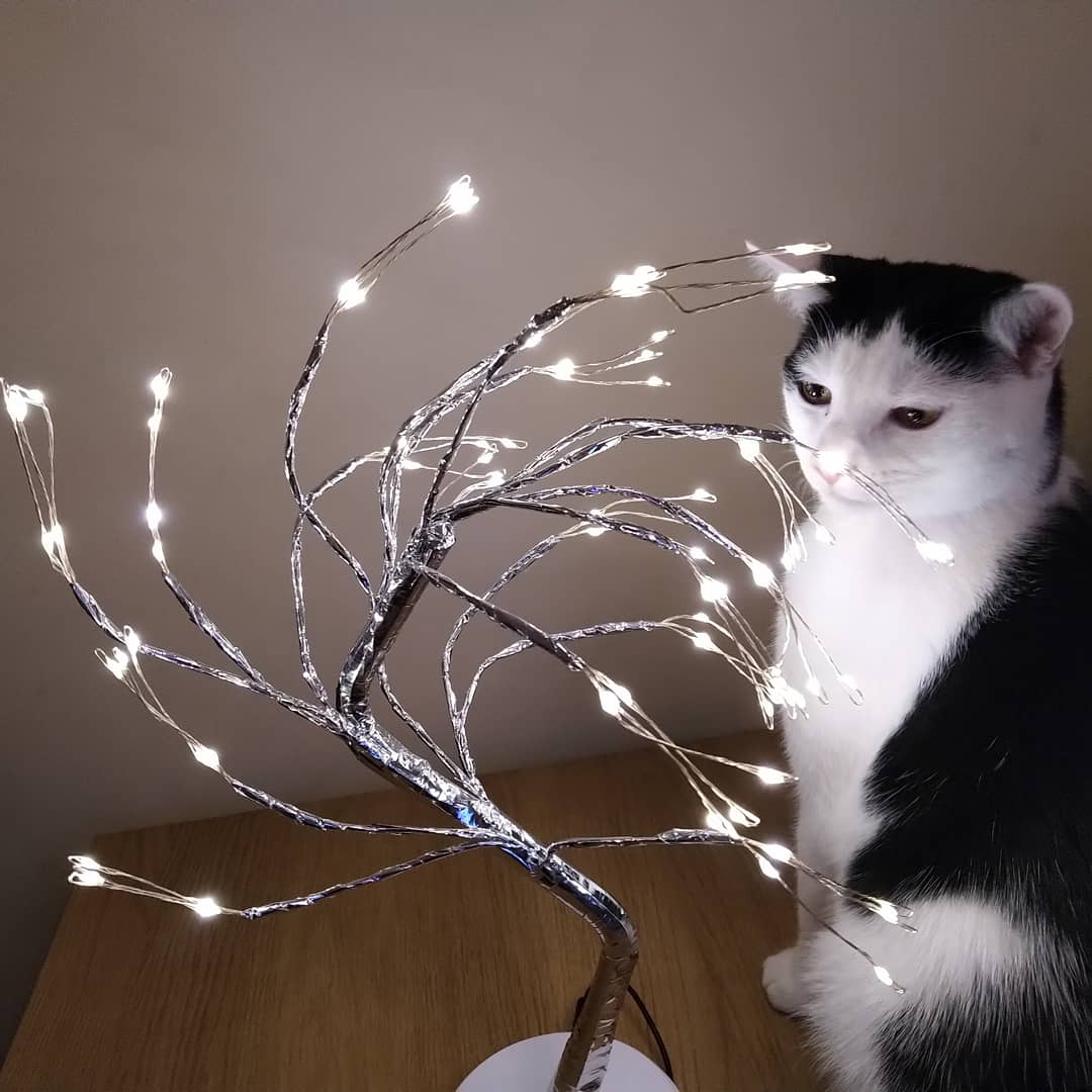 smbslt's tweet photo. Bought this after seeing an emotive article by the #author #supportingauthors #book #TheLifeWeAlmostHad #AmeliaHenley #LouiseJensen #bookconnectors #HQStories and the wee #treelighting was a #Christmaspresent off o/h just opened it and of course #paws was right up, XXX https://t.co/BctpX2MqN0