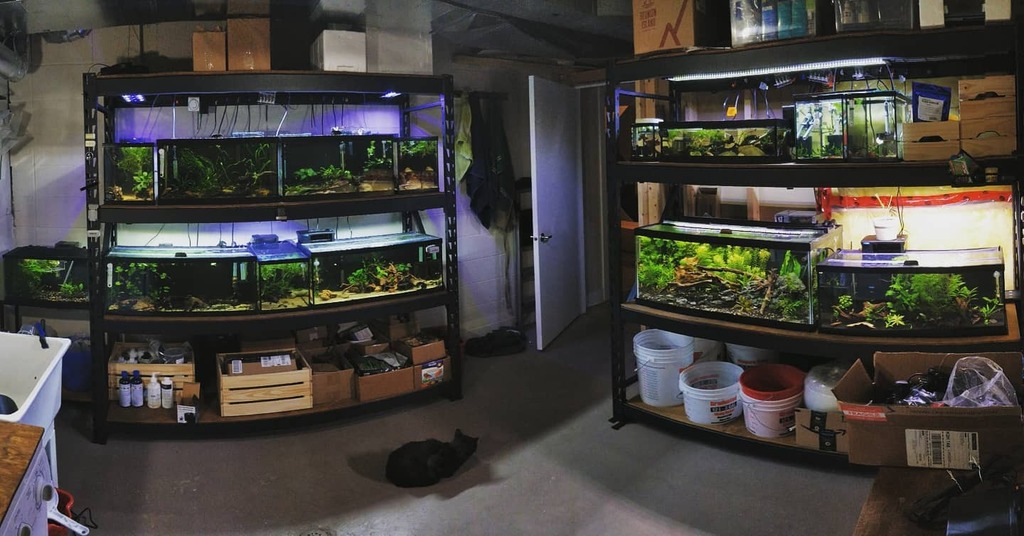 OVAS_CA's tweet image. Last year I leveled up the aquarium room. Was nice to get it organized. instagr.am/p/CJtjymijYZTY…