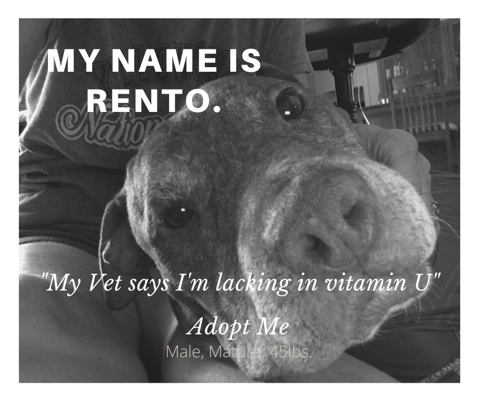 PensacolaHumane's tweet photo. Rento here, I'm available for adoption and all that's missing in my life is YOU! I'm in foster care so to meet me just head to the website here: https://t.co/5nSeuSKEt6 click on my picture and submit an application so that you can meet me and see how great I am!#loveadoptadvocate https://t.co/lMkqjw8aL8