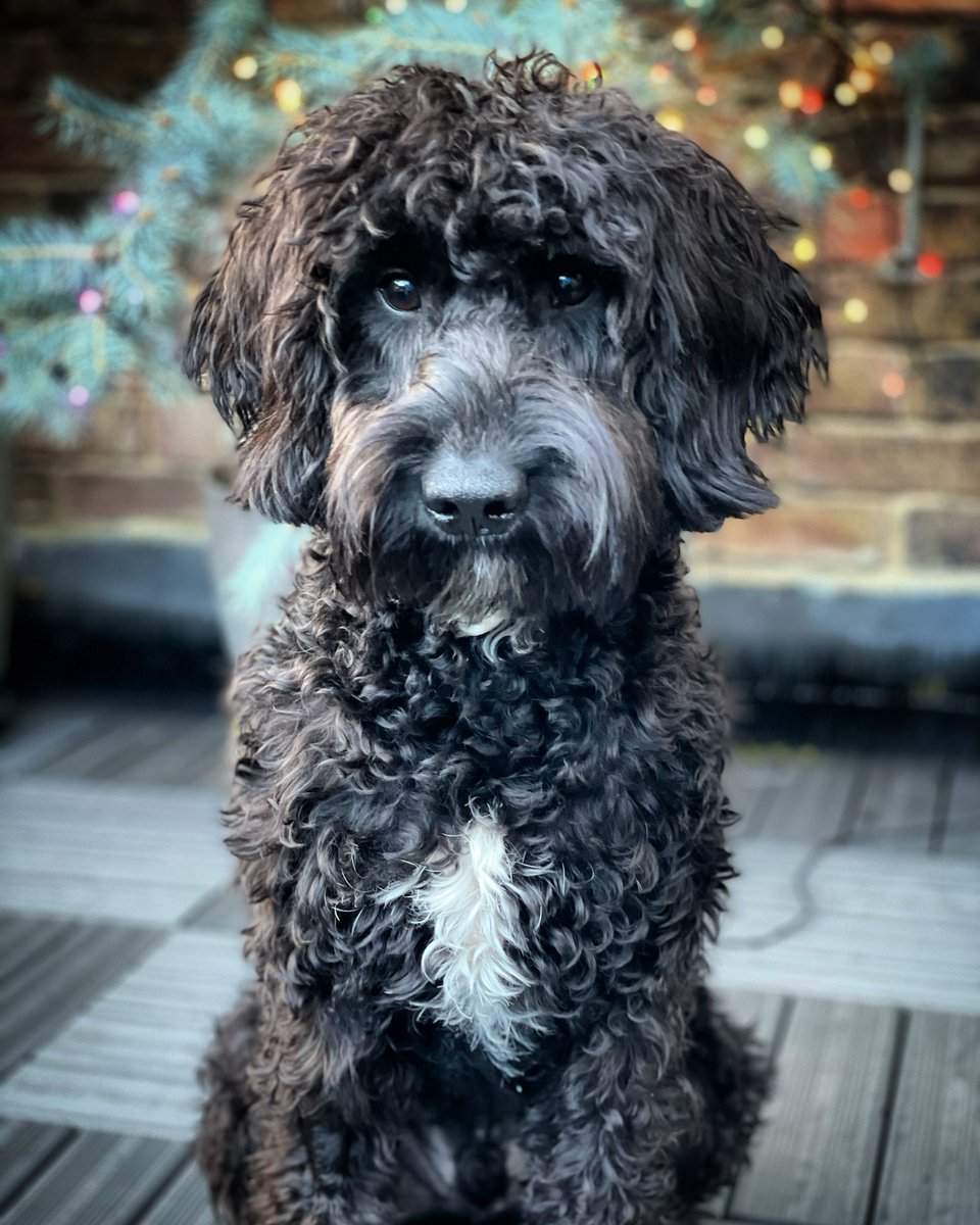 lifeofbry's tweet photo. @VikkiRossWrites @allgoodcopy @SusieCornelius @re_scrawl @gemmyred @janee @Dr_Draper @awlilnatty I do have to write some copy (albeit not very good!) almost every day, so I think Brody should be a full time member of #CopyDogs but with split parentage @VikkiRossWrites https://t.co/MtdND1TJex