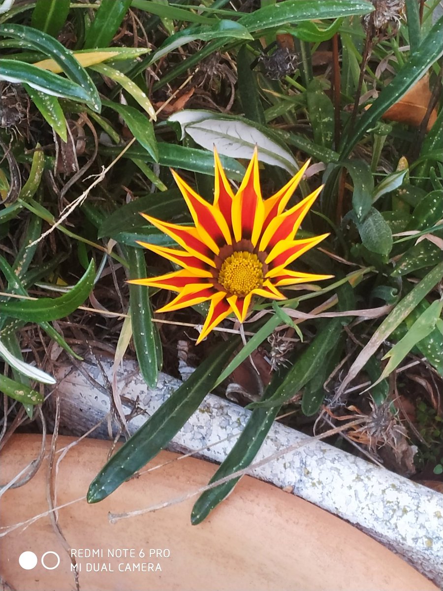 Luisaminana's tweet photo. Esperando la #nieve: #Gazanias, #escaramujos y #brezos.
#jardineria #invierno https://t.co/kwVyDGqgiB