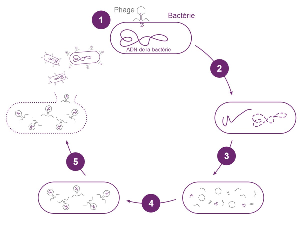 BFMBourse's tweet photo. Pherecydes Pharma entre en Bourse pour réhabiliter les virus tueurs de bactéries, ou phages, face à l'apparition préoccupante de microbes résistants à tous les antibiotiques https://t.co/0tLI9HrzBb https://t.co/LZM1JM7zf0