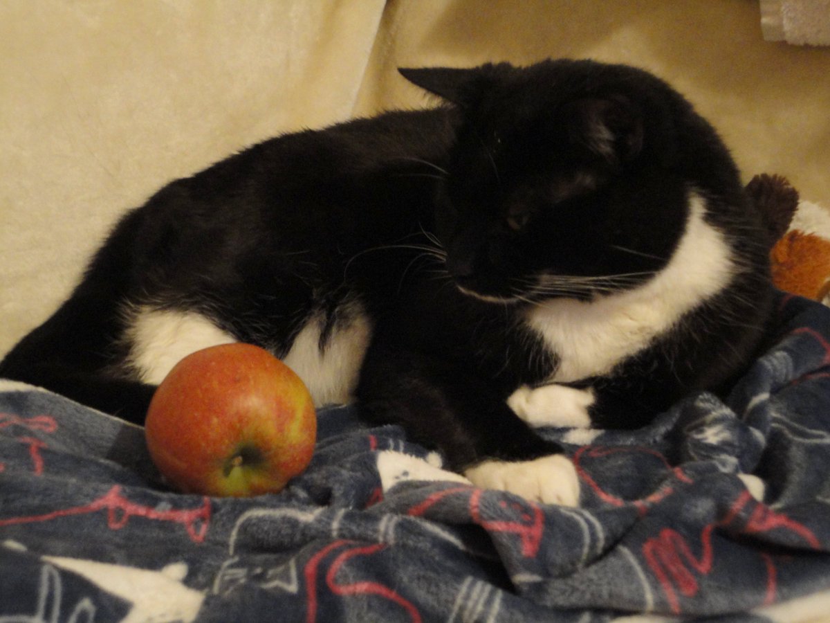 HI MOGYOGGIES! NEXT #MOGYOG POSE ON MON 1 FEB at 8pm UK time is #FRUIT! 😺🍏🍎🍍It's great fur enhancing inner creativity an wellbeing!
U can be any fruit or veg OR u can pose wiv a fruit or veg!😸
In my 1st demo I's an aubergine! 🍆
In my 2nd demo I's posing wiv an apple!🍎😹🧘‍♂️