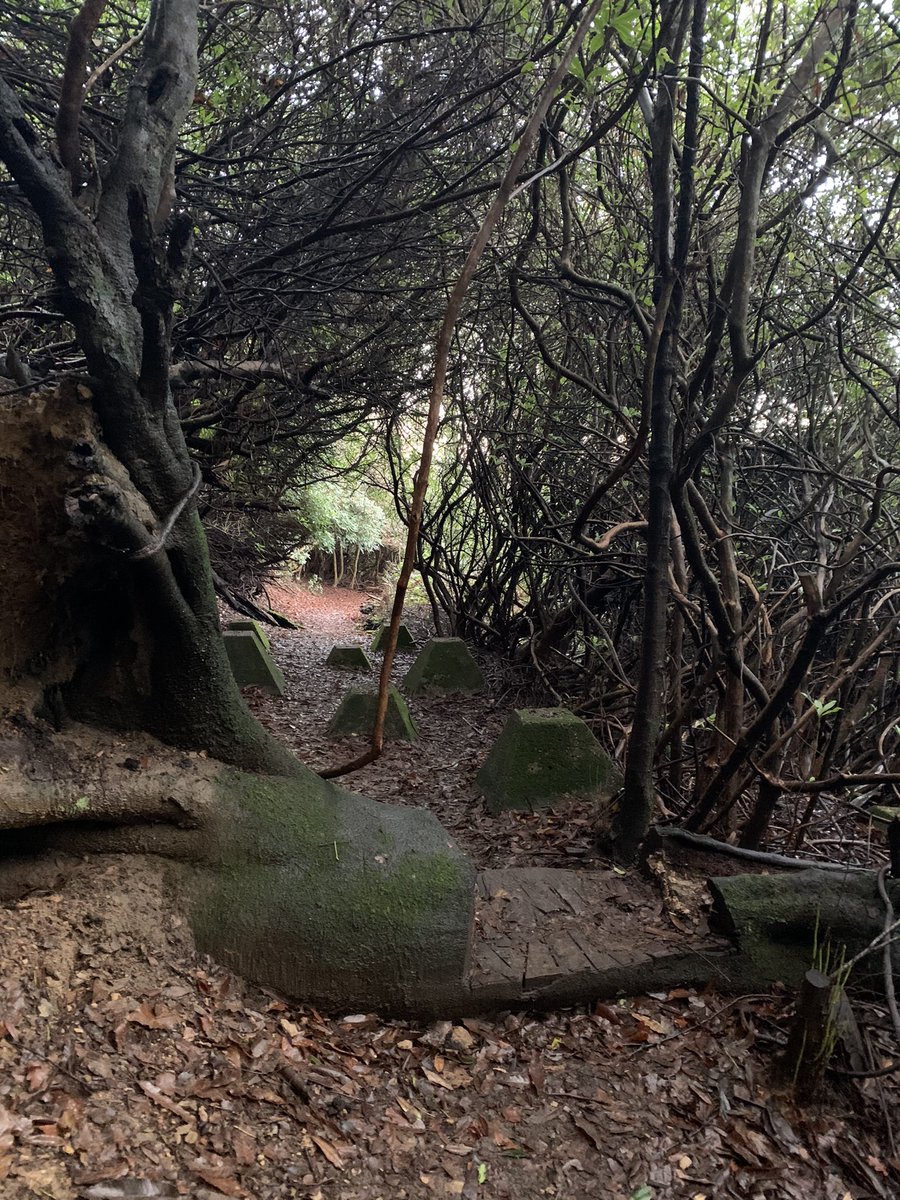 StephConnellArt's tweet photo. Photos from the #deepdenetrail https://t.co/eAJQcS3Eh7