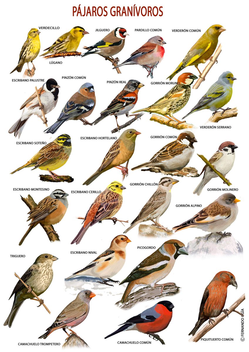 UgiaF's tweet photo. Pájaros cuya dieta principal está basada en semillas y granos.
Ilustración digital https://t.co/wiOqjc5r7v