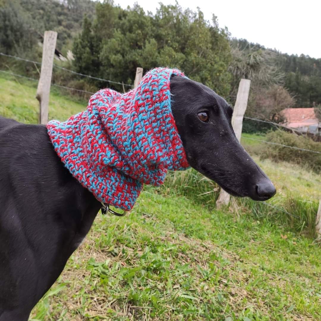 galgoleku's tweet image. CUELLOS SOLIDARIOS 
Llegó el frío y la nieve!
Para que nuestros galguitos no pasen fío puedes comprarles una braguita para el cuello, por tan solo 10€. tienda@galgoleku.org

#bufandas #cuellos
#acogeadoptapierdeunsofa  #galgoleku #adopta #adoptanocompres #acoge #adoptaungalgo