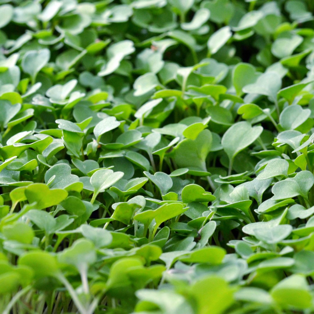 WestlandsUK's tweet photo. Nutty, peppery and spicy, there's nothing micro about the taste of our Micro Rocket! 🌱
High in Vitamin A and C, as well as iron, this little leaf makes a fiery and nutritious addition to any salad. Try it with a citrusy dressing! 🍋
#microrocket #salad #nutritious https://t.co/fcyiA0YatF