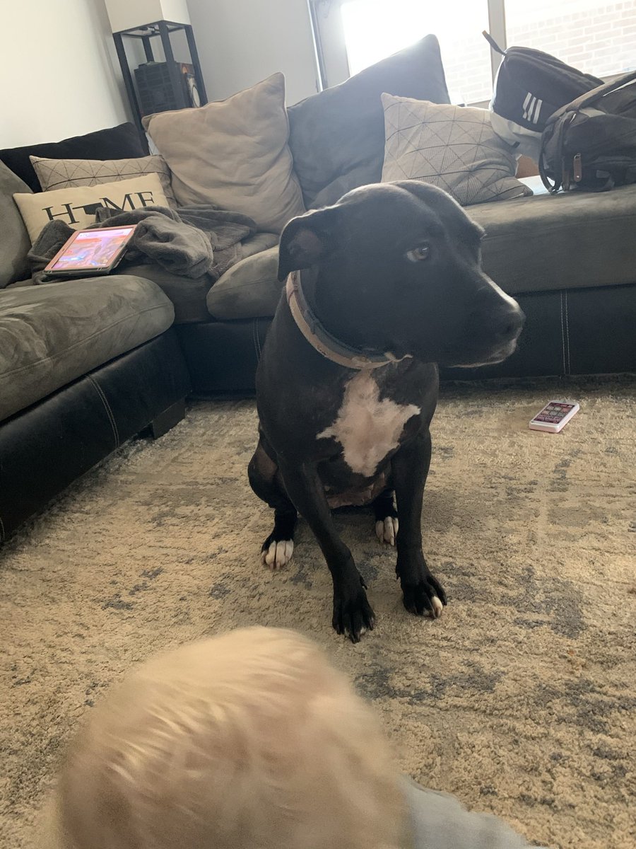NotMaurcel's tweet photo. OKC people let me know if you see either of my dumb ass dogs that got out today https://t.co/a52Zv8jAJG