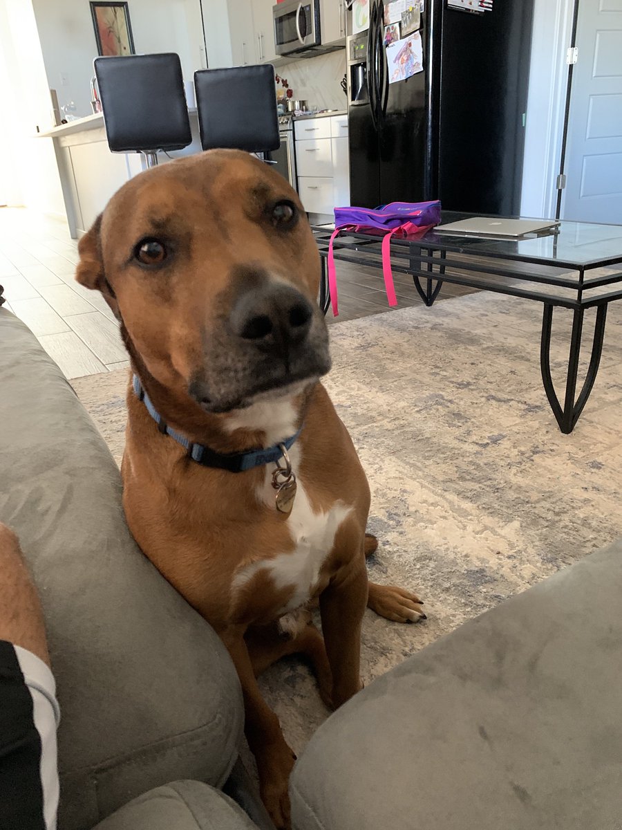 NotMaurcel's tweet photo. OKC people let me know if you see either of my dumb ass dogs that got out today https://t.co/a52Zv8jAJG