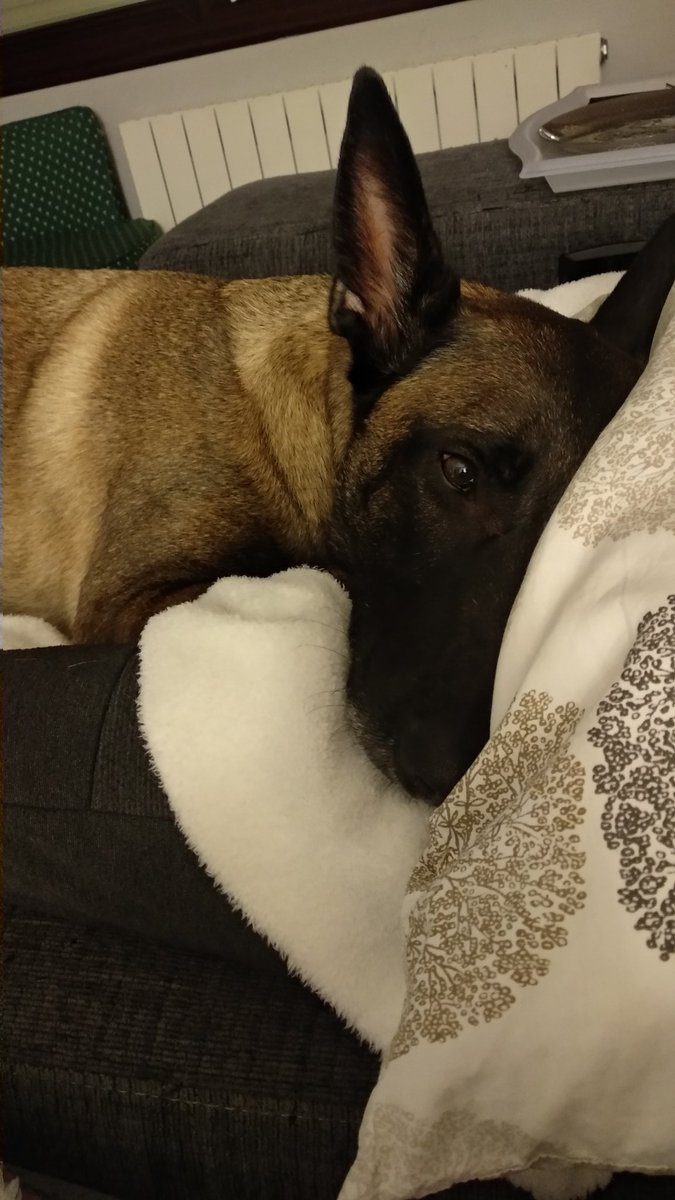 senshei81's tweet photo. @jairo_martos Mi marido dice que ve al perro últimamente muy aburrido...tal vez sea hora de meterle en el mundo PS https://t.co/CGm9zXgkAg