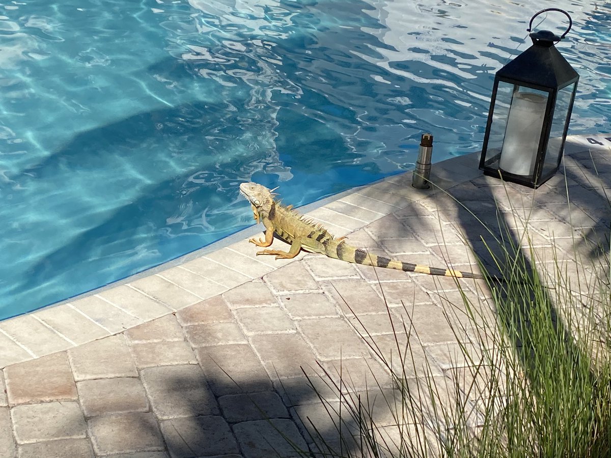 markddykema's tweet photo. Until this dude shows up https://t.co/ogLsR8AYam