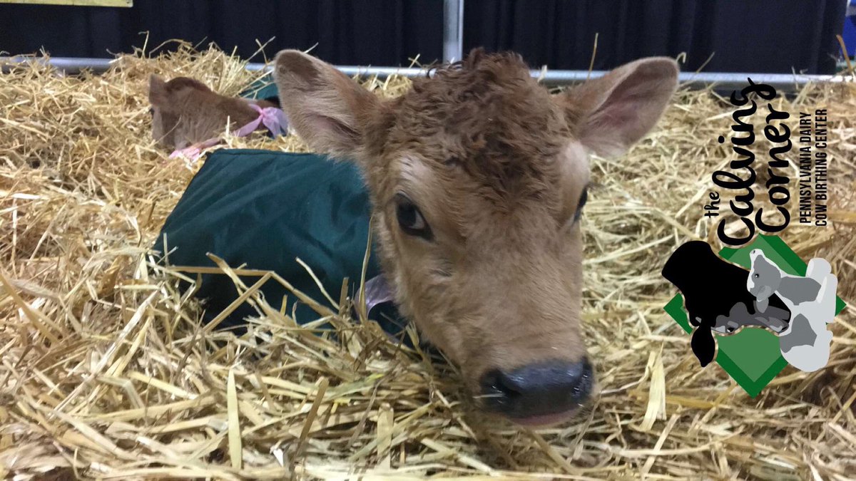 padairymens's tweet photo. The @CalvingCorner is taking this #PAFarmShow fave virtual for all to enjoy from home. @CBS21NEWS @JessieCBS21 is with #ProudlyPA #CalvingCorner Manager Miriam Miller tonite @ 5 about the logistical planning to make this possible and explains why this is close to her heart. https://t.co/wvewuRQ346
