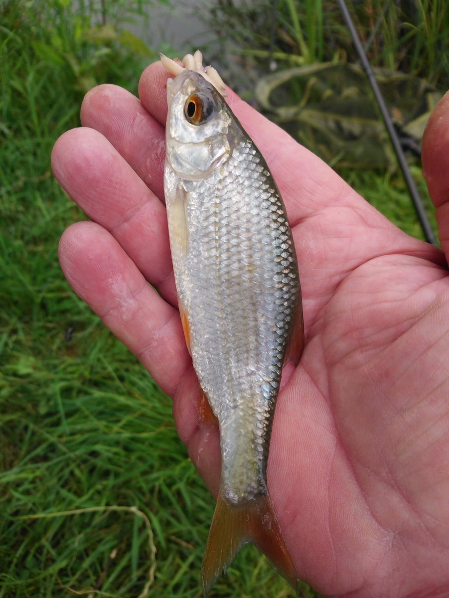 andyflyfisher's tweet image. We'll all be missing catching these beautiful pieces of silver

#lockdown #nofishing #roach