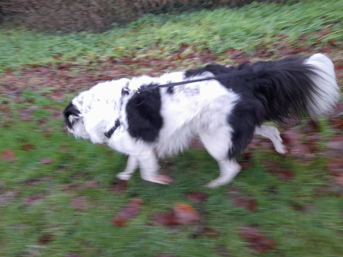 _ZeroAbility_'s tweet photo. Day 6 of #DaysOfWalking
Finally a walk in daylight! Damp conditions underfoot and a giddy dog to contend with, but enjoyable.
#ADHDExercisers https://t.co/xA3sgM5zHr