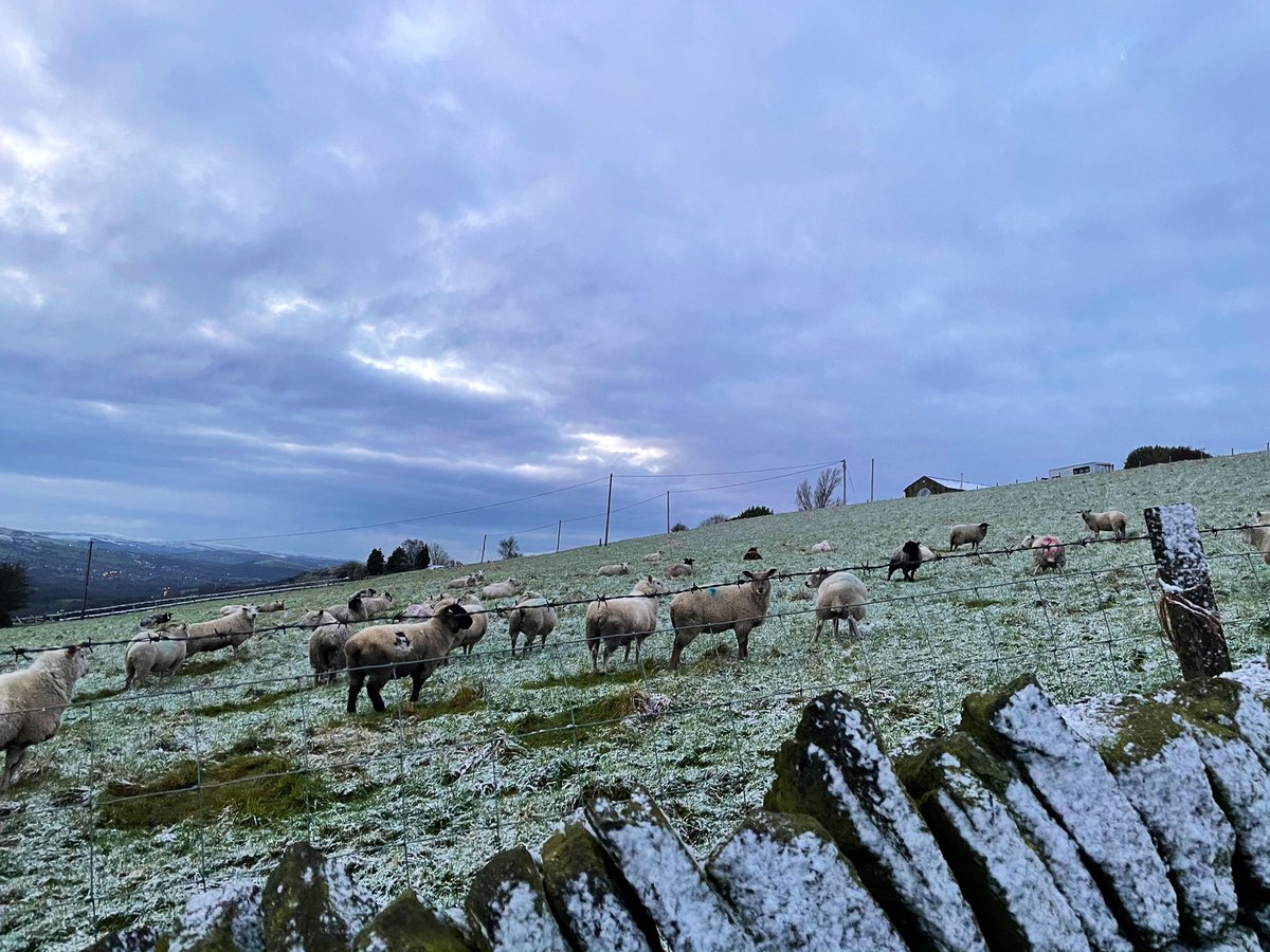 sjholt50's tweet photo. @HARTResearch @ProfessorFlying @VenetiaJane @LisaMSutch @chernorris @Rubyslippers82 @ProfDiCrone @WildandWool @OutSpokAdventur Ahh a most warming and tranquil way to end a #WorkingFromHomeDay thank you for sharing the glow - am just returned to #sheepshed🐑from #GrittingDuties these from earlier 🐕🦺walk🤗 https://t.co/kCcd7u9soa