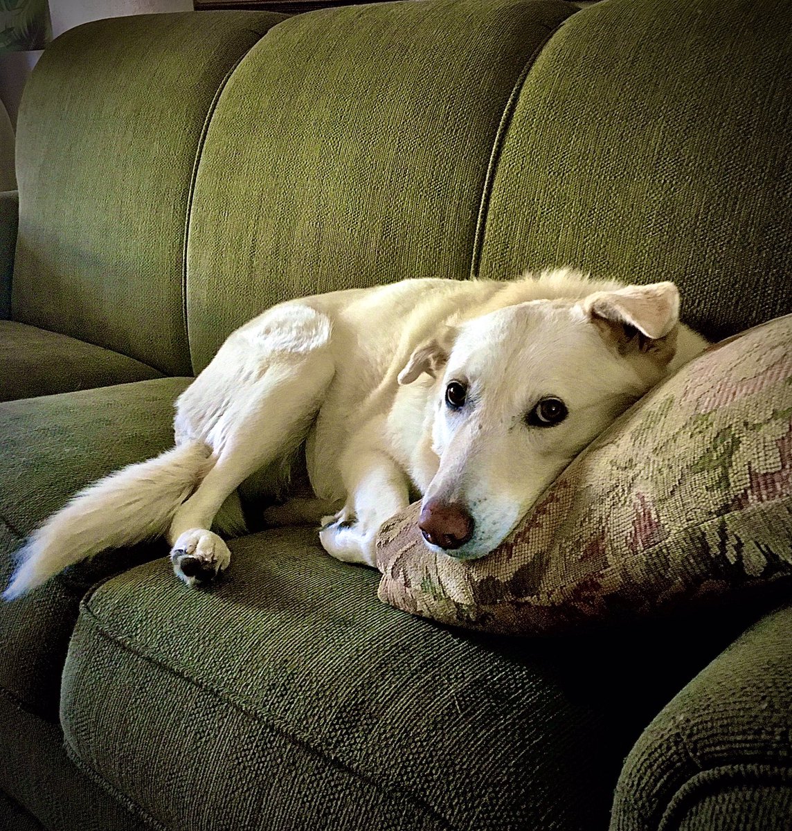 FurbudFoods's tweet photo. Such a good model, or just too tired to move 😂

#DogsofTwittter #dogs #doglovers https://t.co/2i5mNQViyX
