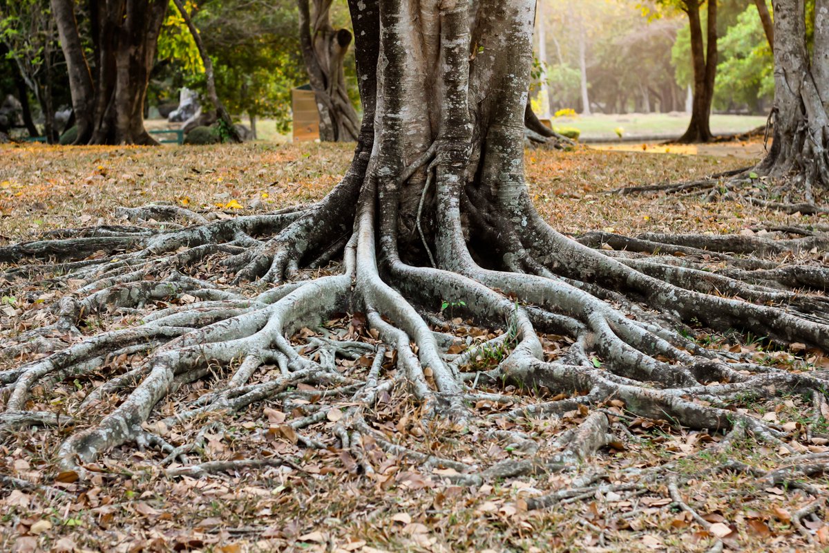 GNReGreenery's tweet photo. Pests may bring harm to the shoots, leaves, and crowns of trees, slowing down their growth. #TreeAzin eliminates the threat of pests, ensuring your trees grow steadily and healthy. Learn more about this #insecticide and how it works.
https://t.co/ZPvzG6SCDF
#pestremoval https://t.co/NSk4btb6pf