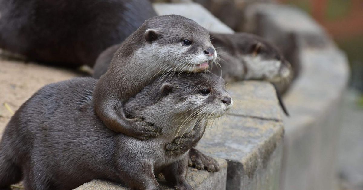 tw// panic attackim sending this breathing control video for anyone that needs it or having a panic attack it always helps me and works immediately with the music you can read the comments for reassurancei love you guys there's otters under this tweet