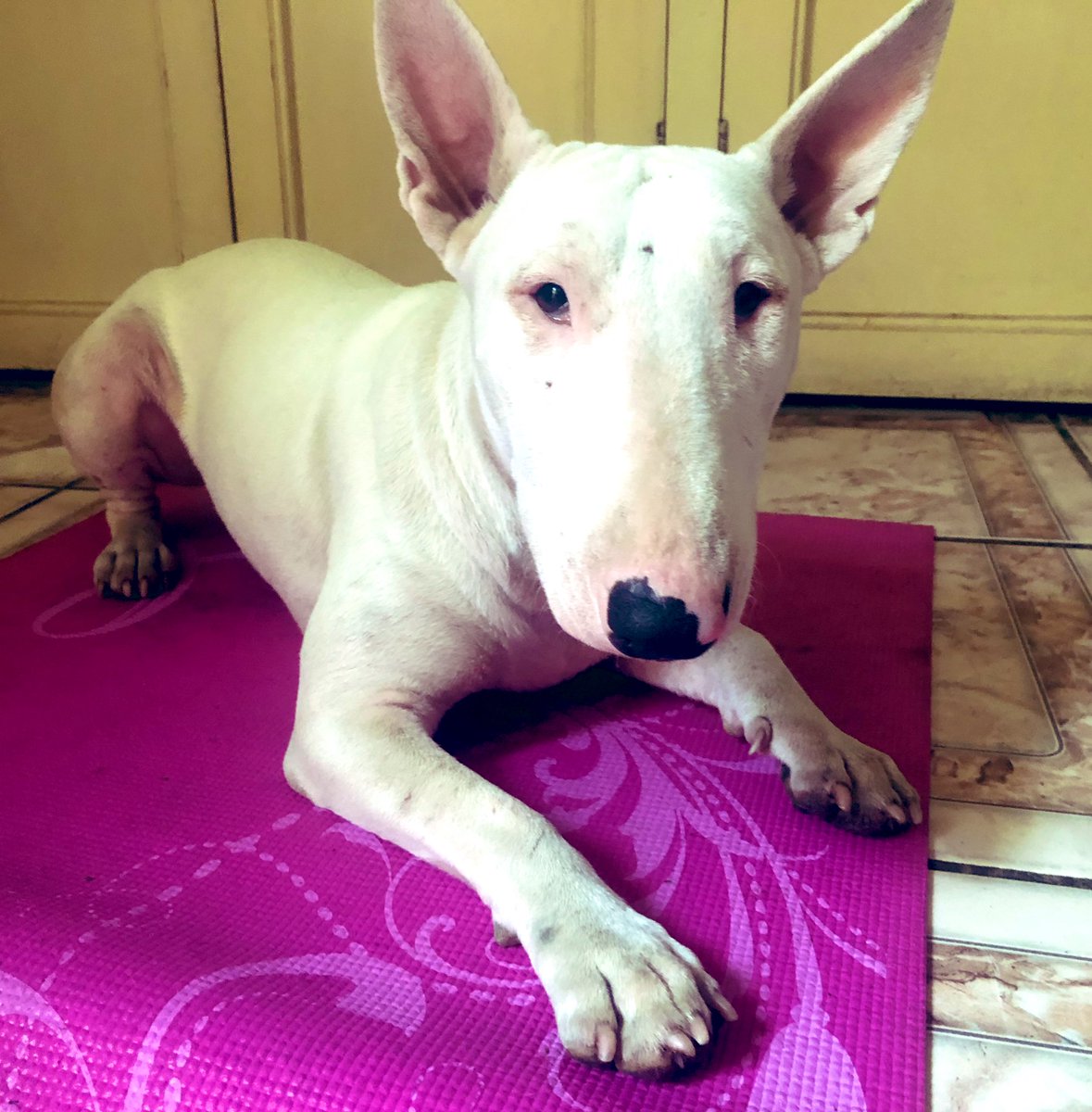 curcumaln's tweet photo. ¿tia puedo hacer ejercicio contigo? te juro que esas flip flops me atacaron yo no las quise romper... #ladestroyer https://t.co/0jYW7rmao0