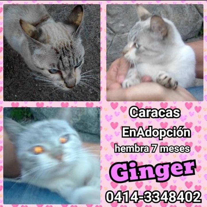 PerroUsuario's tweet photo. #CaracasEnAdopción GINGER♀️ 7 meses, hermosa y dulce gatita #TabbyPoint ojos azules, melosa y dulce, rescatada el abandono #BuscaHogar temporal o definitivo. Se entrega con #CompromisoDeEsterilizacion 📞0414-3348402 vía @GAMascotas https://t.co/VYHX8gMTZS