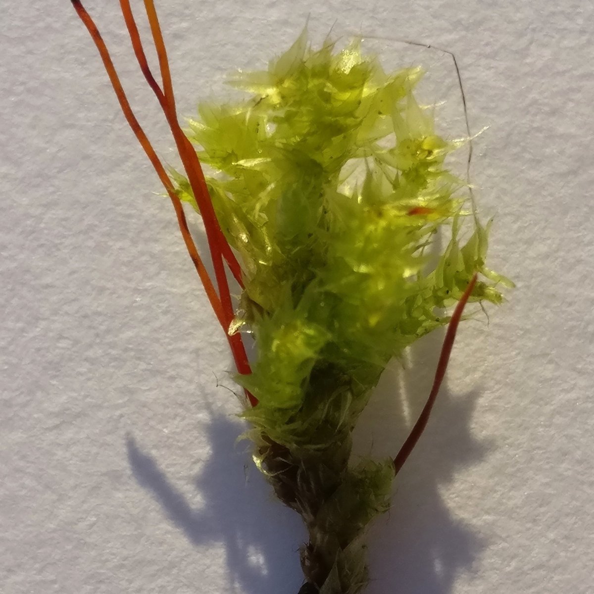 silverhaar1's tweet photo. Though restricted to my town, a new world is waiting to be discovered...moss, liverworts and all things tiny :) #moss #bryophytes #lookingcloser @Bryophyte_World https://t.co/aMqFdyrYDD