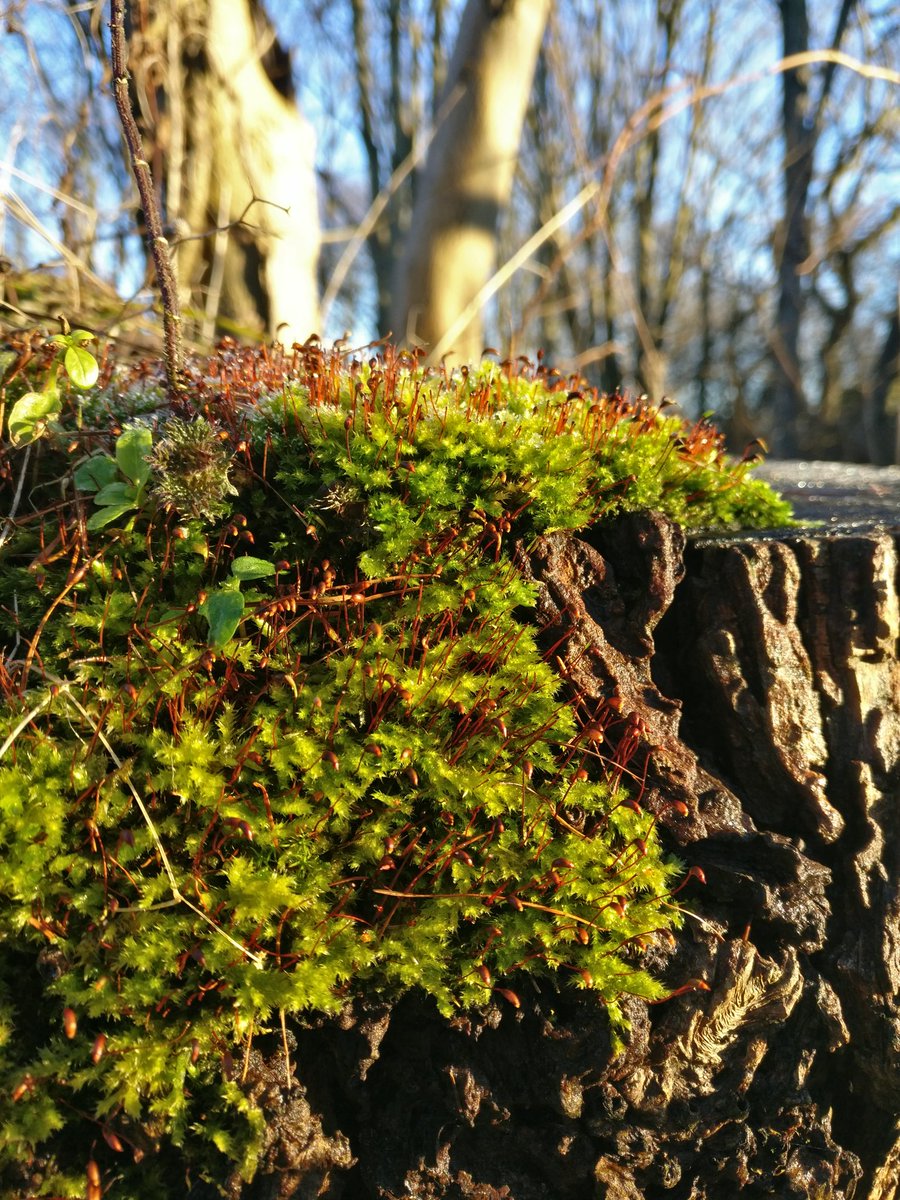silverhaar1's tweet photo. Though restricted to my town, a new world is waiting to be discovered...moss, liverworts and all things tiny :) #moss #bryophytes #lookingcloser @Bryophyte_World https://t.co/aMqFdyrYDD
