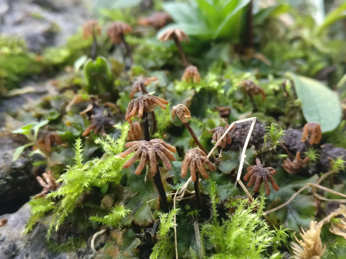 silverhaar1's tweet photo. Though restricted to my town, a new world is waiting to be discovered...moss, liverworts and all things tiny :) #moss #bryophytes #lookingcloser @Bryophyte_World https://t.co/aMqFdyrYDD