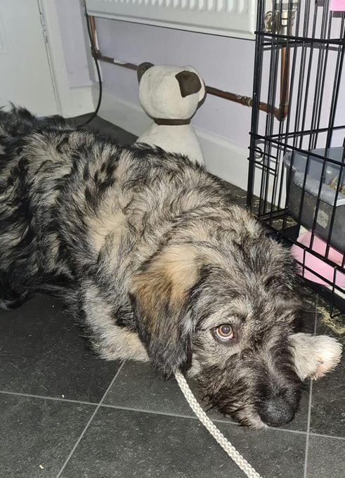 millypod1's tweet photo. BENJI HOME SAFE. THANKS FOR RT's🙂🐕🐾 

#Lost BENJI. PLEASE DO NOT CALL OR CHASE. HE IS A VERY NERVOUS RESCUE
SIGHTINGS PLZ**
Grey Cross Breed Male #ScanMe
Marshall Arms Nature Reserve #Northwhich #Hartford #Cheshire #CW8 
https://t.co/wOPCCz31V8 https://t.co/TBpXW7vwut