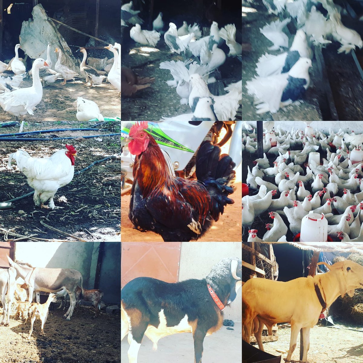 Grabal2020's tweet photo. Grabal: connectons éleveurs & acheteurs ensemble
Grabal: connecting breeders & buyers together
#grabal #mftg #timadie #coopetition #farmhouse #grabalmali #grabaltogo #grabalcotedivoire #grabalsenegal #grabalburkinafaso #grabalbenin #grabalgambie #grabalrdc #grabalniger https://t.co/QAZYDNO2KR