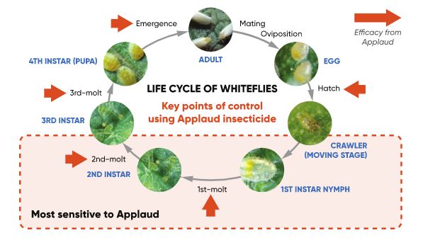 Applaud Insecticide is highly effective whilst having low impact on beneficial insects. IPM compatibility along with a unique MoA is exactly what the cotton industry has been looking for to combat Silverleaf whitefly resistance. For tech sheet 👉 spr.ly/6014HVZGM 👈