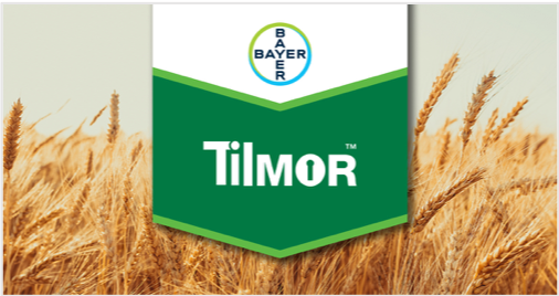 Bayer4CropsCA's tweet photo. Check out our all NEW TilMOR fungicide. It gives you a wide spray window for flexibility and is effective against leaf diseases and helps suppress fusarium. Read up on it here https://t.co/IepWlMdooP or download the shiny new tech sheet. #TilMOR https://t.co/Sdn0I1TZAR