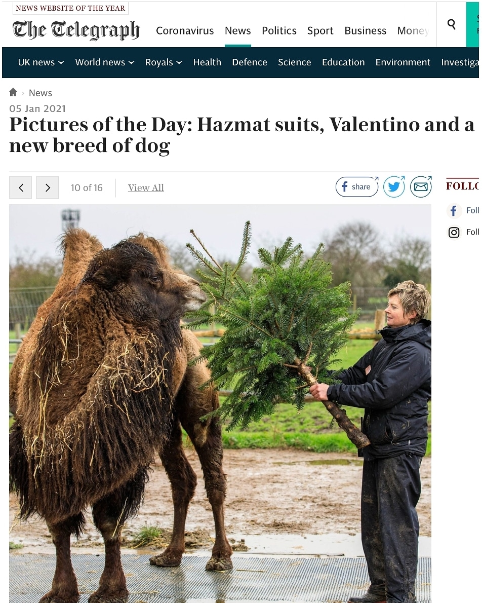 Fame at last Ghenghis! Nice to see our boy made The Telegraph today.