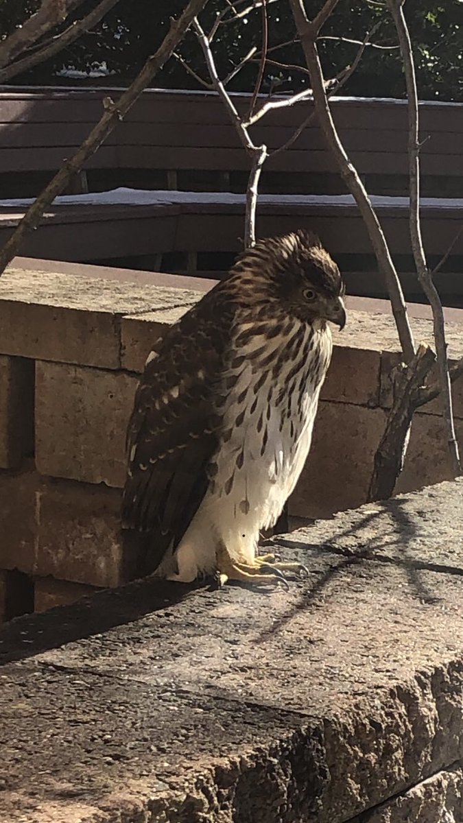 Had a cool visitor today. Unfortunately, we had to turn  him away, he wanted a library card and sadly we are not open to the public.