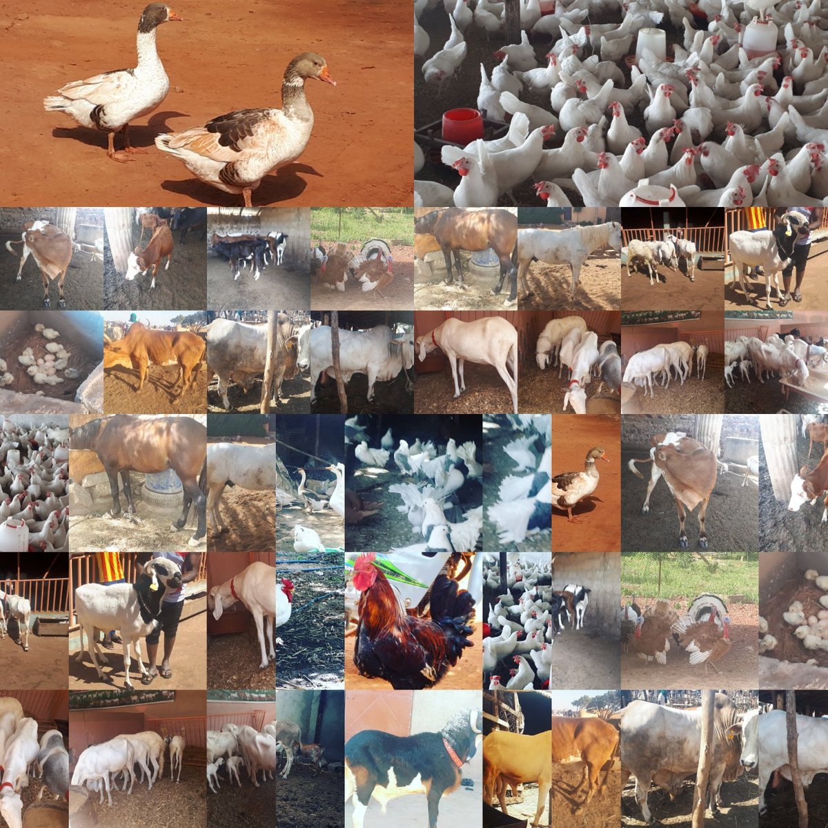 Grabal2020's tweet photo. Grabal: connectons éleveurs & acheteurs ensemble
Grabal: connecting breeders & buyers together
#grabal #mftg #timadie #coopetition #farmhouse #grabalmali #grabaltogo #grabalcotedivoire #grabalsenegal #grabalburkinafaso #grabalbenin #grabalgambie #grabalrdc #grabalniger https://t.co/ZrWgmxtCRO