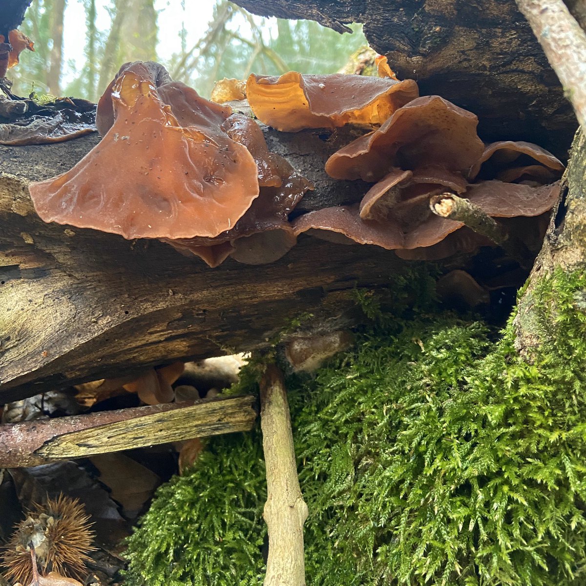 Stick of the week #StickOfTheWeek #jellyear #woodear #auriculariaauriculajudae #fungi #mushrooms