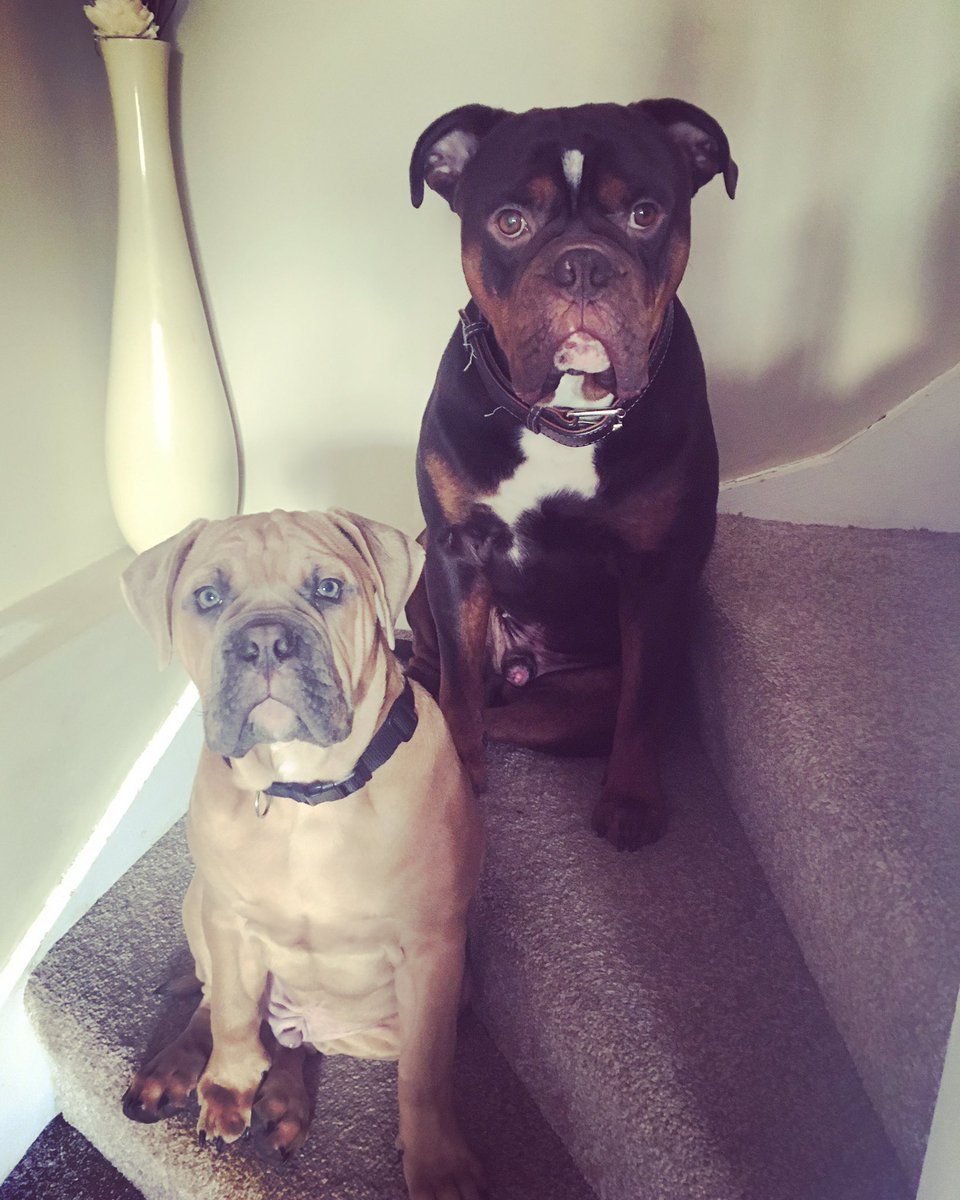 loujamieson24's tweet photo. Lockdown life with these 2 🐶🐶 #Lockdown3 #myshadows #workingfromhome https://t.co/EOfTjQGn99
