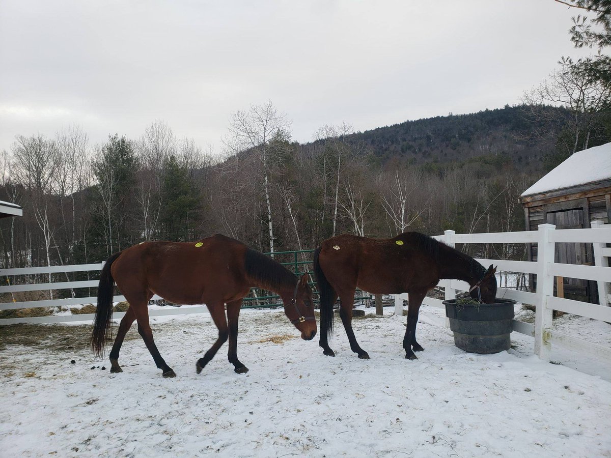RACEFund's tweet photo. Apple Turnover and Going To Saratoga enjoying their first day of freedom.  🍎🍎🐴🐴😍😍 https://t.co/sbb1m4MMfw