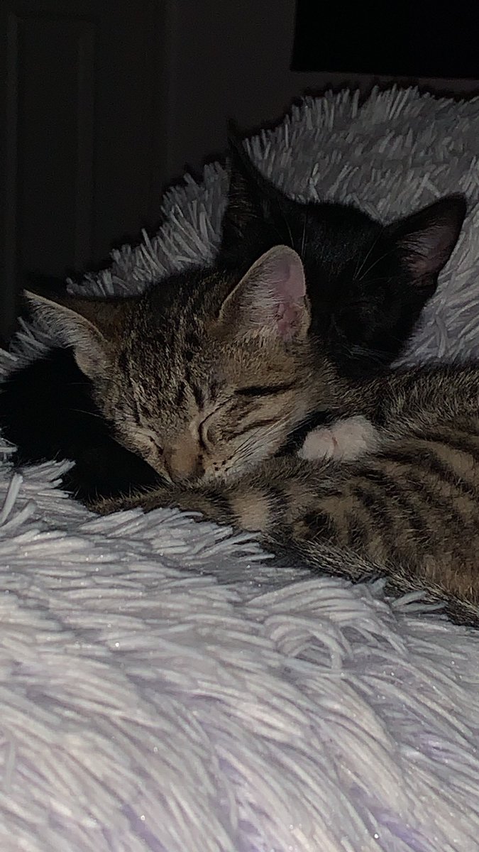 DaddyMecha's tweet image. kats