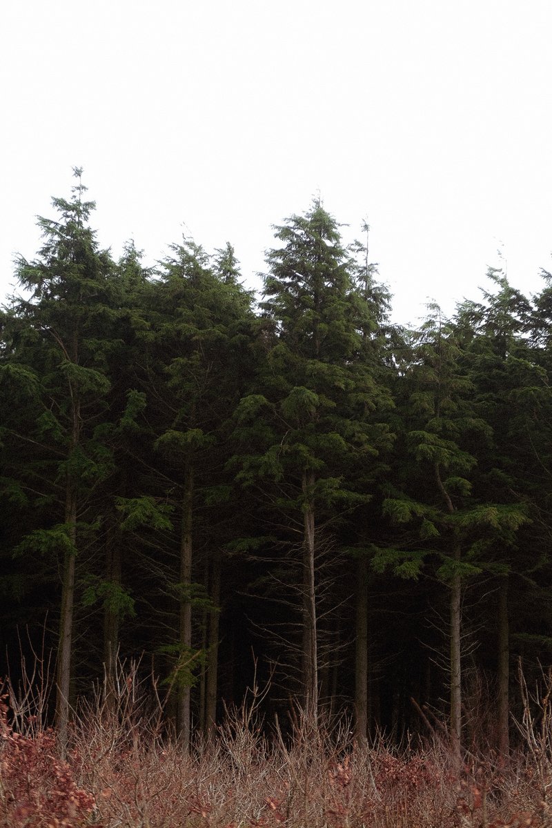 frankie23thomas's tweet photo. Local walks to Idless Woods near Truro ~ a little escape during lockdown.
#IdlessWoods #Cornwall #CornwallBlog https://t.co/uQrW55PXlp