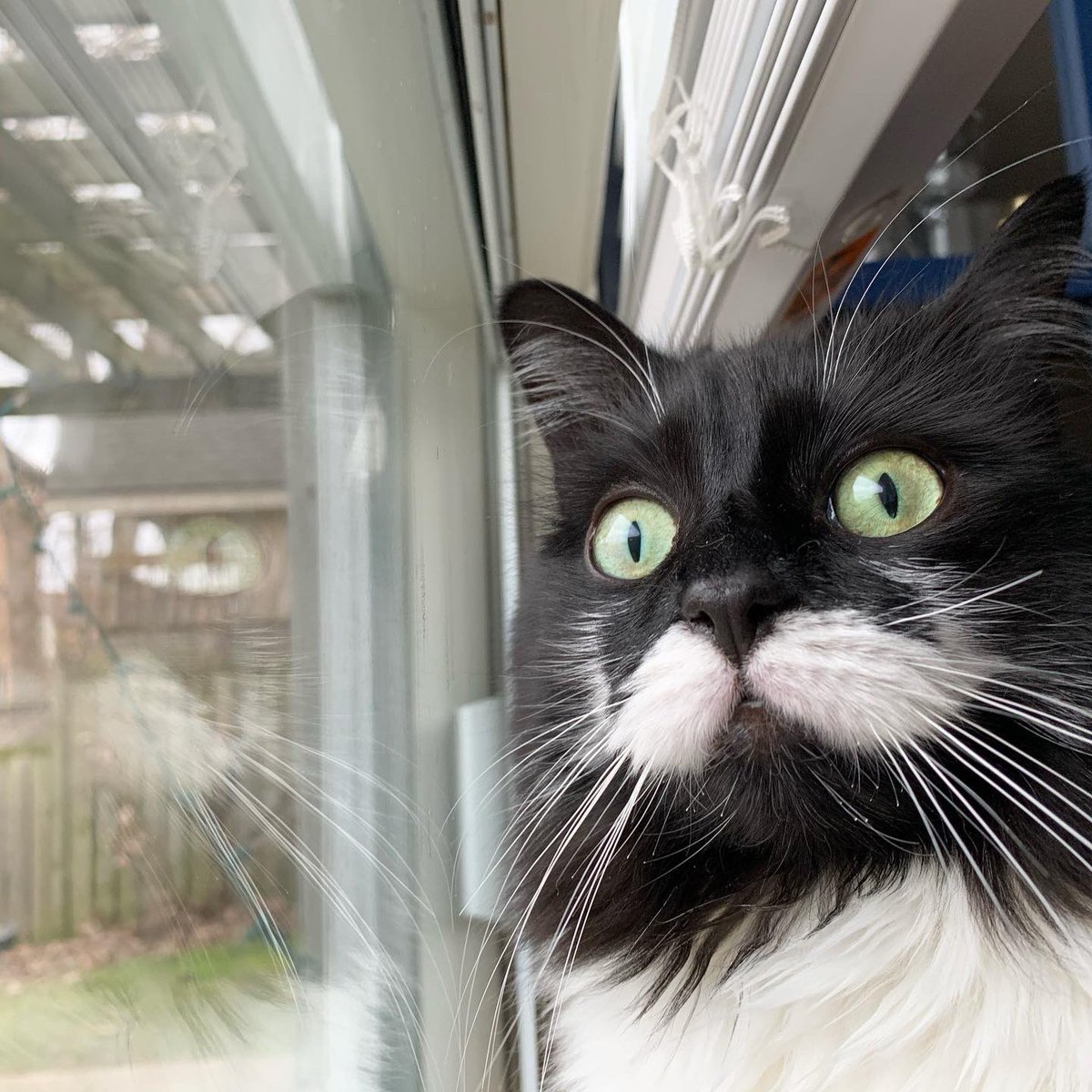 Mouse The Rhymesayers Cat tweet media