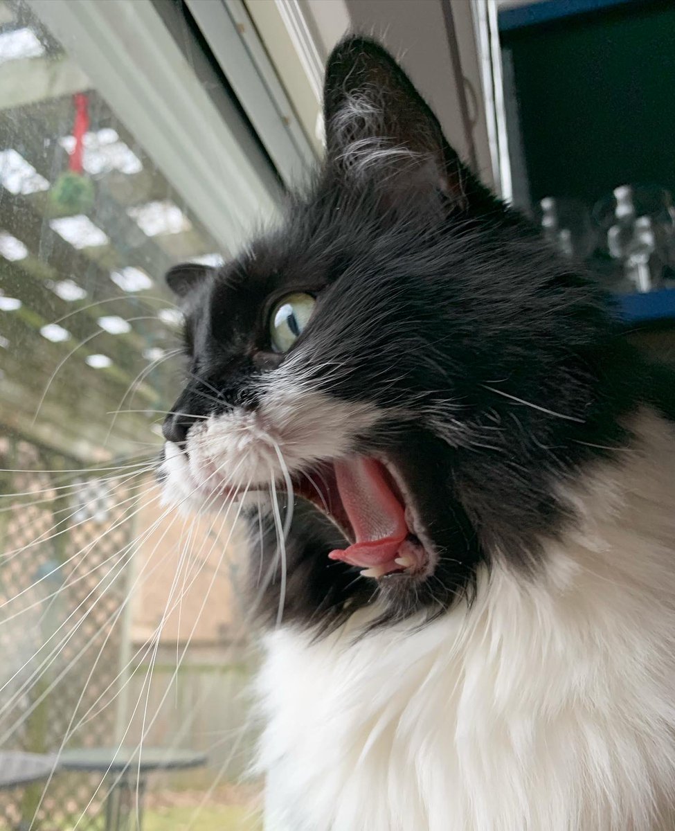 Mouse The Rhymesayers Cat tweet media