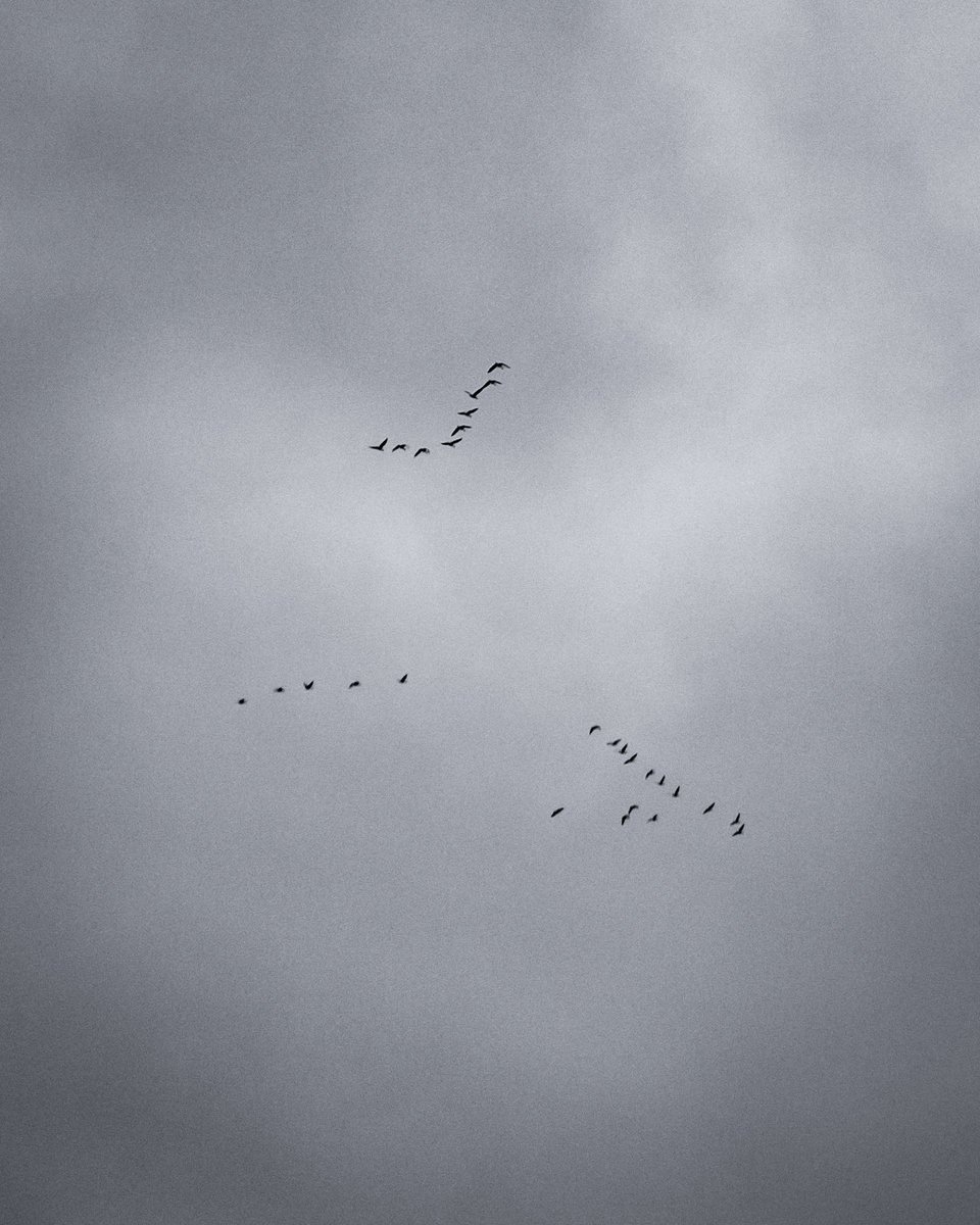 marvinpdon's tweet photo. DAY 186
"The bird is powered by its own life and by its motivation"
#ned_ont #exploreourearth #wanderfolk #roamtheplanet #protectyourhighlights
#embraceyourshadows
#compositionkillerz #earthcapture #earthfocus #eclectic_shotz https://t.co/SSDmdrw8kr