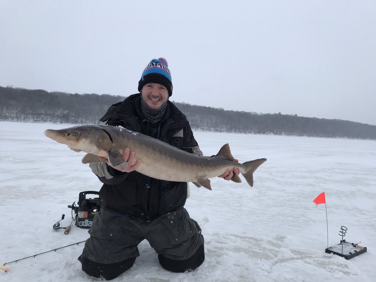 iMNfishing's tweet photo. Do you have the “Urge to Sturg?!” Ice sturgeon season is here! Here are a couple holiday Sturgeon we caught on the St. Croix! #sturgeon #stcroixriver https://t.co/qAvPP5NhUi