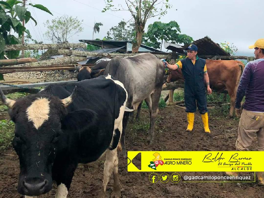 baldor_bermeo's tweet photo. Hoy, nuestros técnicos de fomento productivo aplican desparacitante al ganado bovino en nuestra comunidad de #SanJacinto, apoyamos el mejoramiento de su producción.
#PonceEnriquez #AgroMinero https://t.co/NlA15xgTX7