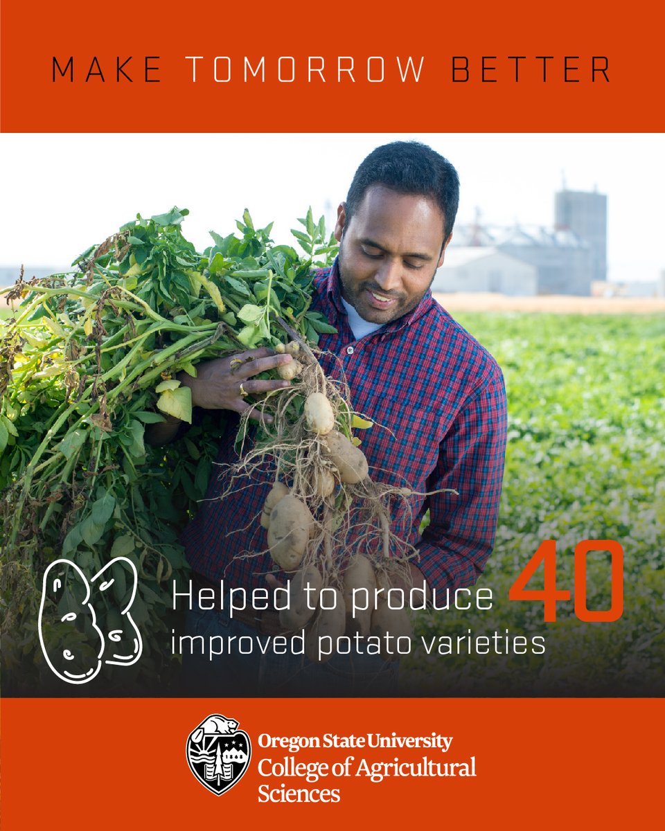 OSUAgSci's tweet image. OSU has partnered with scientists from Washington State University, and the University of Idaho along with the USDA on potato research. Producing 40 improved potato varieties!

beav.es/JTF
#OSUImpact @OregonSpuds @ORagriculture @USDA_ARS @OreFarmBureau @BeaverCaucus