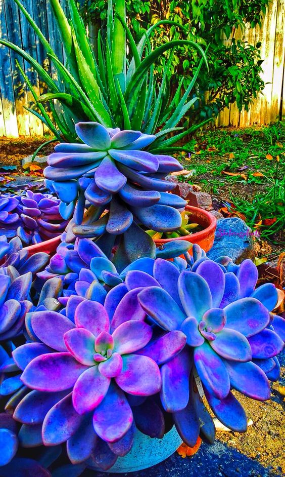 MonicaDrie's tweet image. A bless day for all🌿🪴🌵