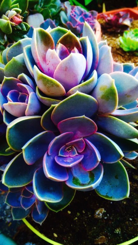 MonicaDrie's tweet image. A bless day for all🌿🪴🌵