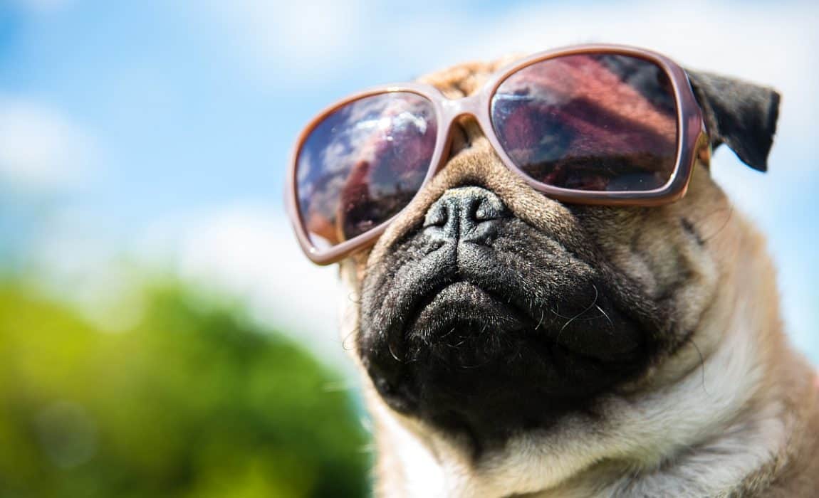 ImLegendHomeUn1's tweet photo. Always lookin’ on the bright side😎😎

#dogs #pets #dogsoftwitter https://t.co/NSi0VyyW0W
